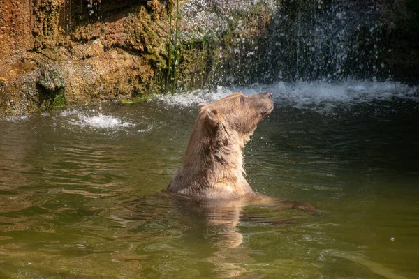 Zbliżenie Niedźwiedzia Wodzie Zoo Osnabruck Niemcy — Zdjęcie stockowe