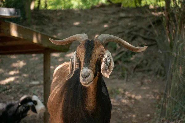 Closeup Shot Male Goat Farm — Stock Photo, Image