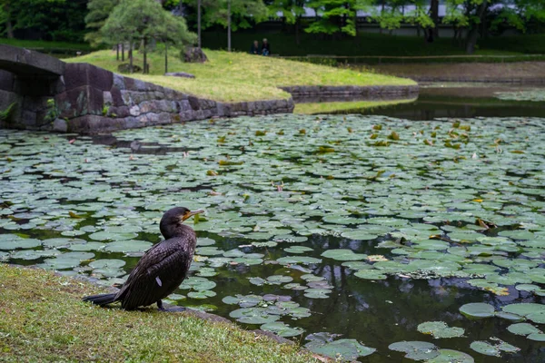 Primer Plano Cormorán Cerca Estanque Koishikawa Botanical Gardens Tokio —  Fotos de Stock