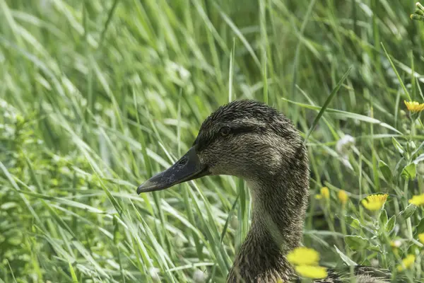 Closeup Shot Duck Green Grass — Stock Photo, Image