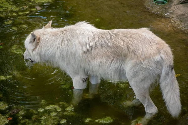 Close Wolfdog Checoslováquia Zoológico Osnabruck Alemanha — Fotografia de Stock