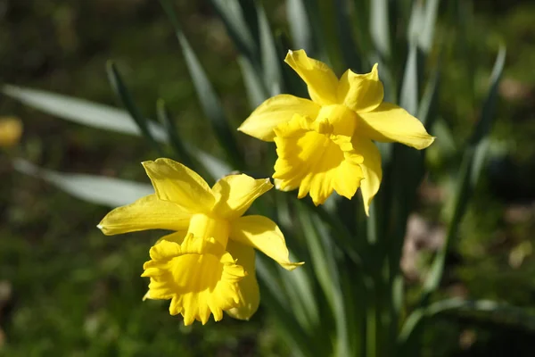 Vackert Blommade Utlånade Liljeblommorna Ute Fältet — Stockfoto