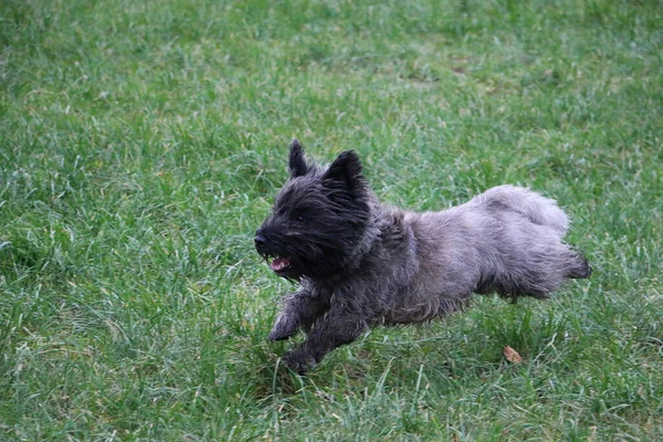 High Angle Shot Cute Cairn Terrier Dog Running Grass — Stock Photo, Image