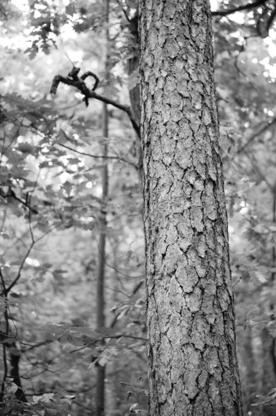 Ένα Κάθετο Γκρι Πλάνο Του Κορμού Ενός Δέντρου Στο Δάσος — Φωτογραφία Αρχείου