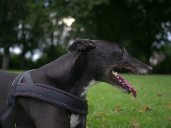 A closeup of a Greyhound dog with an open mouth