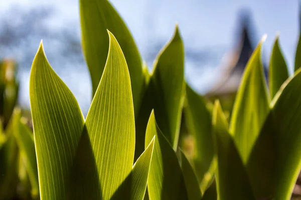Ein Weicher Fokus Den Eine Tulpenpflanze Vor Verschwommenem Hintergrund Hinterlässt — Stockfoto