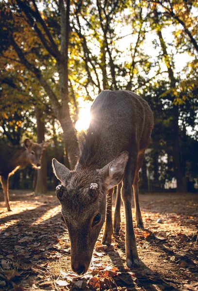 Family Deer Walking Forest Sunlight — Stock Photo, Image