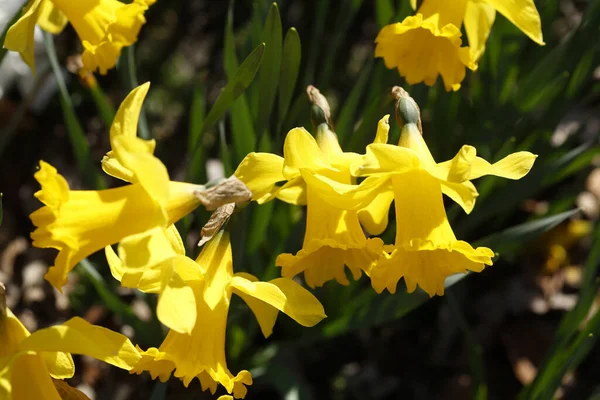 Прекрасно Розквітлі Квіти Пізньої Лілії Полі — стокове фото