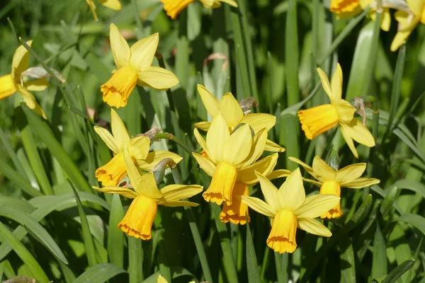 美しい花を咲かせた園内の百合の花 — ストック写真