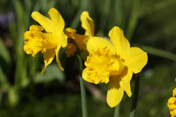Pięknie Kwitnące Kwiaty Lilii Wielkopostnej Polu — Zdjęcie stockowe