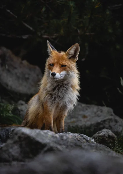 Eine Vertikale Aufnahme Eines Fuchses Der Über Felsen Einem Wald — Stockfoto