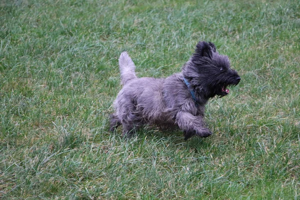 草の中を走る可愛いケルンテリアの犬の高角度ショット — ストック写真