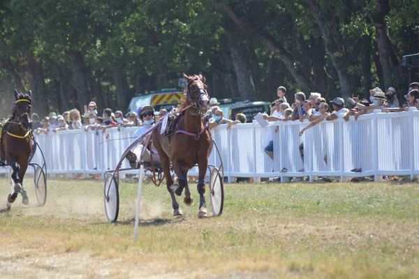 Sault Francia 2020 2020 Hipódromo Sault Sur Francia Única Carrera — Foto de Stock