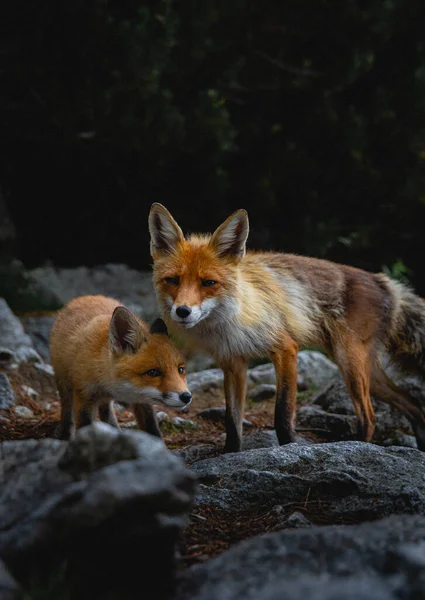 在森林里的岩石上徘徊的狐狸的垂直镜头 — 图库照片