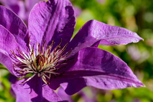 Zbliżenie Purpurowego Kwiatu Clematis Clematis Viticella Lub Włoskiego Skórzanego Kwiatu — Zdjęcie stockowe