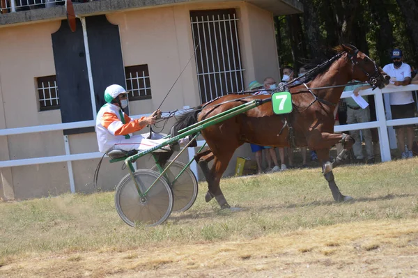 Sault Francia 2020 2020 Hipódromo Sault Sur Francia Única Carrera — Foto de Stock