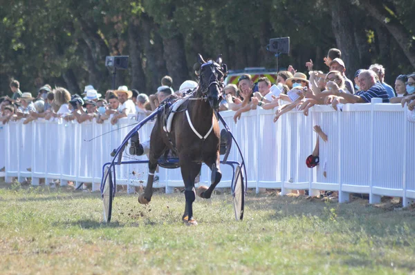 Sault Francie 2020 2020 Hippodrome Sault Jižní Francie Jediný Dostih — Stock fotografie