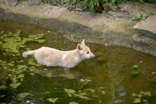 Ein Blick Auf Einen Wilden Hund Auf Einem Künstlichen Teich — Stockfoto