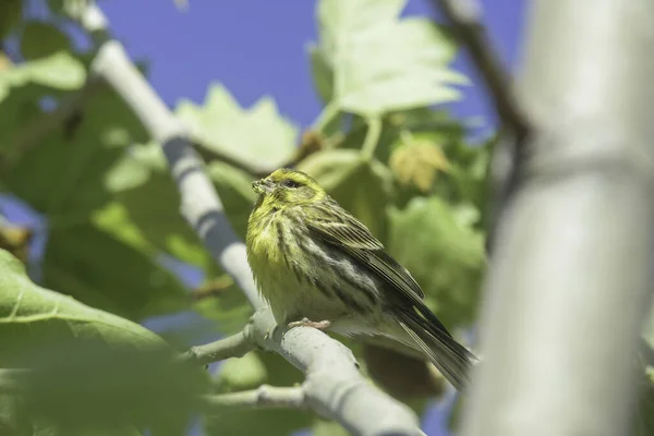 Close Pássaro Verde Amarelo Galho Árvore — Fotografia de Stock