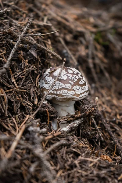在光天化日之下生长在森林中的一种野生蘑菇的竖直照片 — 图库照片