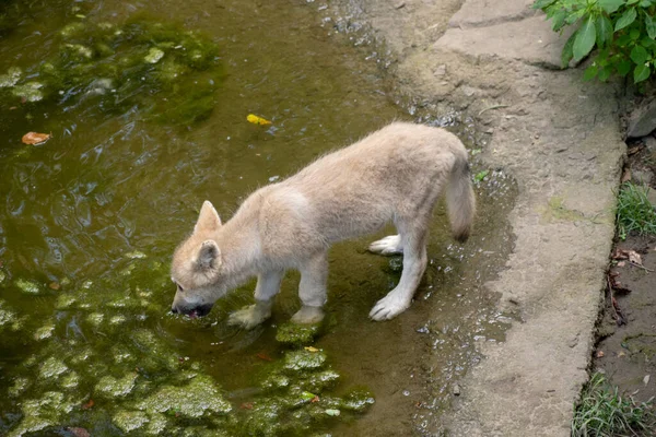 Ein Blick Auf Einen Wilden Hund Auf Einem Künstlichen Teich — Stockfoto