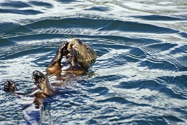 Gros Plan Une Loutre Mangeant Crabe Dans Mer — Photo