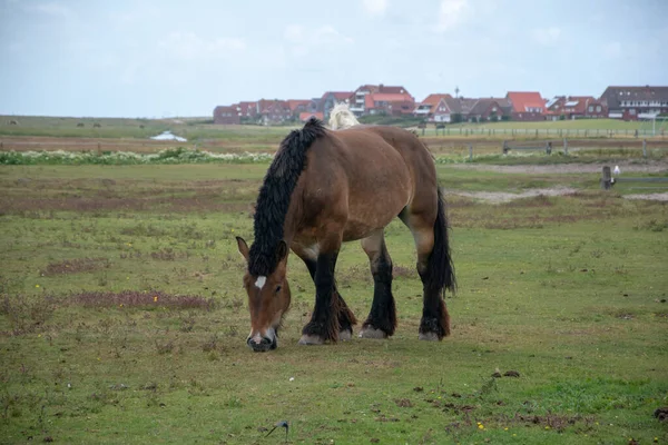 Nahaufnahme Eines Pferdes Auf Einem Feld — Stockfoto