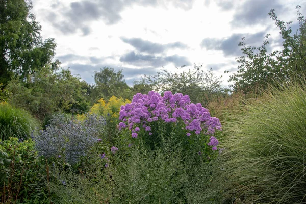 Piękny Widok Purpurowych Kwiatów Phlox Parku — Zdjęcie stockowe