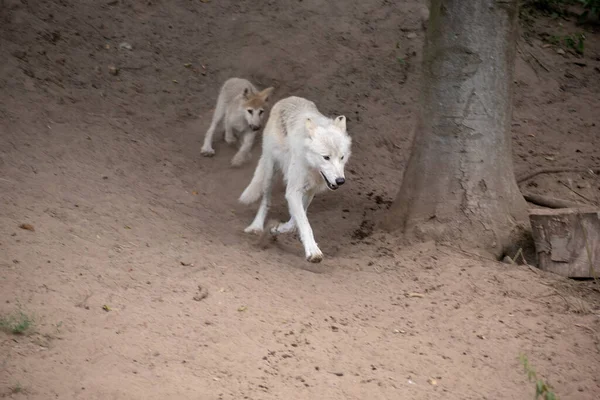 Närbild Tjeckoslovakiska Wolfdogs Osnabruck Zoo Tyskland — Stockfoto