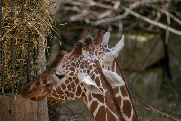Gros Plan Une Girafe Mangeant Foin Séché Zoo Osnabruck — Photo