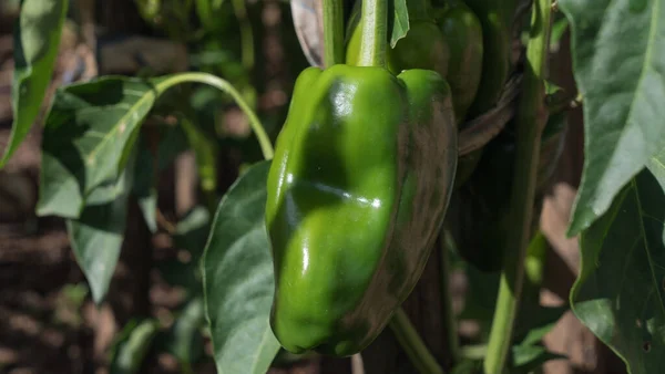 Gros Plan Poivron Vert Bio Cultivé Dans Jardin — Photo