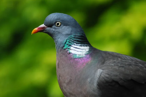 Närbild Bild Träduva Suddig Bakgrund — Stockfoto