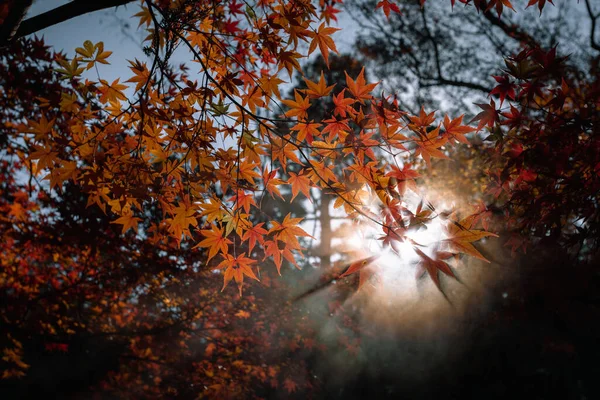 太陽の下でカエデの木の美しい景色 — ストック写真