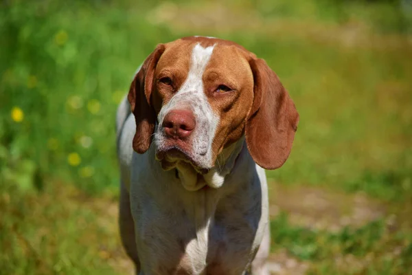 マルタ地方の狩猟犬を組み合わせたポインタの肖像画 — ストック写真