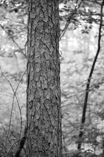 Tiro Vertical Escala Cinza Tronco Uma Árvore Floresta — Fotografia de Stock