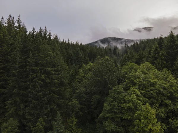 Sisli Bir Günde Güzel Bir Ormanın Hava Görüntüsü — Stok fotoğraf