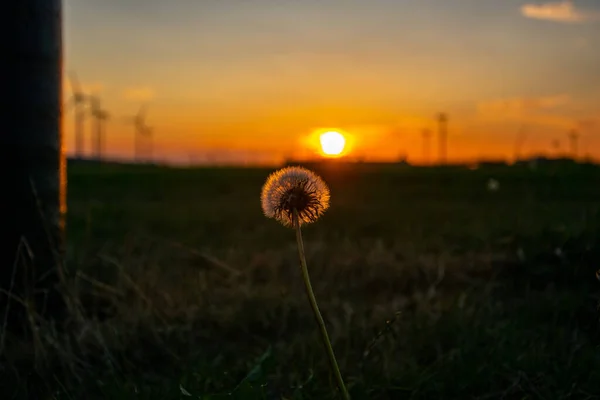 Een Close Opname Van Een Paardebloem Een Veld Tijdens Zonsondergang — Stockfoto