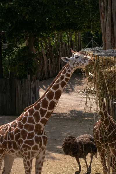 Plan Vertical Une Girafe Mangeant Dans Des Conteneurs Suspendus — Photo