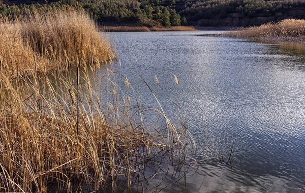 Hög Vinkel Skott Flod Omgiven Skog — Stockfoto