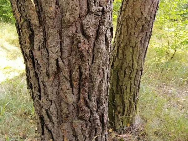 Parkta Kabuğu Olan Bir Ağaç — Stok fotoğraf