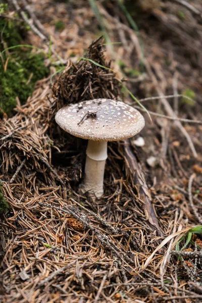 Tiro Vertical Cogumelo Selvagem Crescendo Uma Floresta Luz Dia — Fotografia de Stock