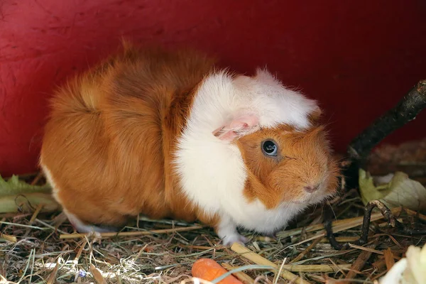 Primer Plano Una Linda Cobaya — Foto de Stock