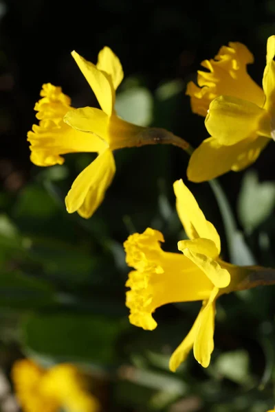Vackert Blommade Utlånade Liljeblommorna Ute Fältet — Stockfoto