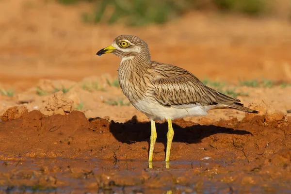 Tiro Enfoque Selectivo Pájaro Rizo Piedra —  Fotos de Stock