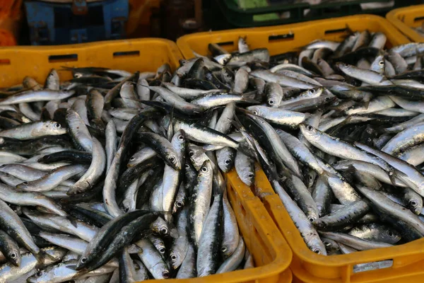 Een Hoge Hoek Verschillende Zeevissen Een Vismarkt Kroatië — Stockfoto