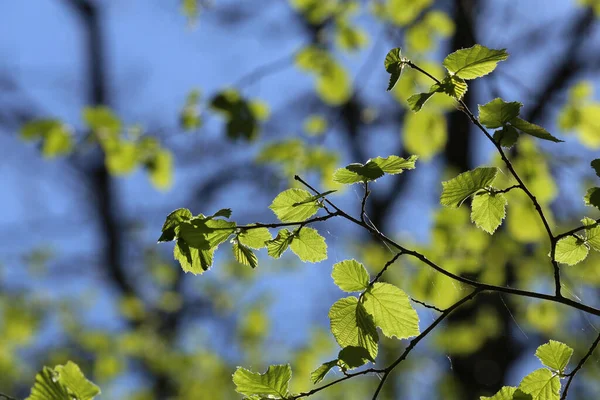 背景がぼやけた森の中の緑の葉のクローズアップ — ストック写真