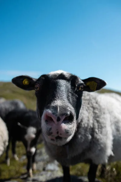 Pionowe Ujęcie Ciekawej Owcy Patrzącej Kamerę Pastwisku — Zdjęcie stockowe