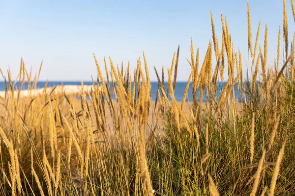 Een Close Shot Van Gras Het Strand — Stockfoto