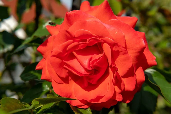 Ένα Κοντινό Πλάνο Ενός Όμορφου Κόκκινου Τριαντάφυλλου Ένα Θάμνο — Φωτογραφία Αρχείου