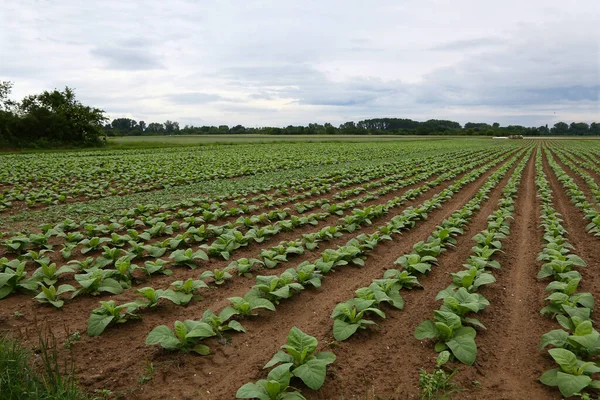 タバコ農園のある畑 — ストック写真